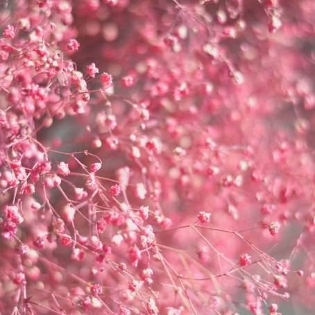 Capturing Nature Gypsophila Leaf in Epoxy