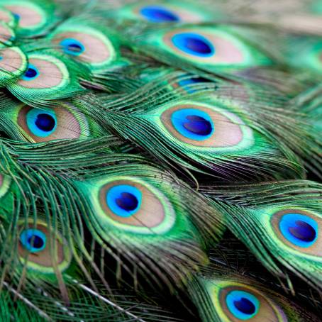 Elegant Peacock Feather Isolated in Its Glory