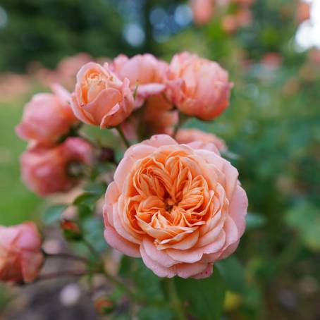 Elegant Blooms A Selective Focus Journey