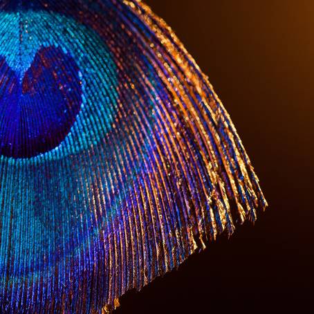 Isolated Peacock Feather A Natural Work of Art