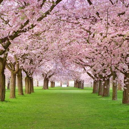 Blossoming Beauty CloseUp of Cherry Blossoms