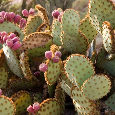 A Detailed Look at a Prickly Pear Cactus