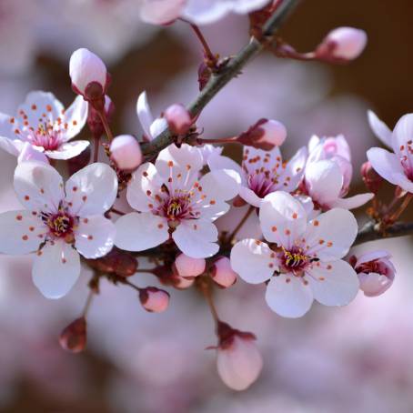 Enchanting Cherry Blossoms CloseUp in a London Park