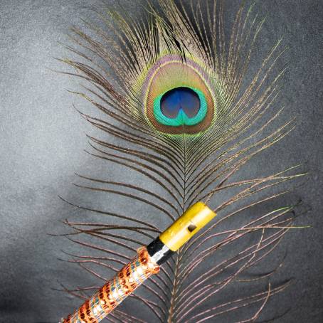 The Beauty of a Peacock Feather Isolated and Majestic