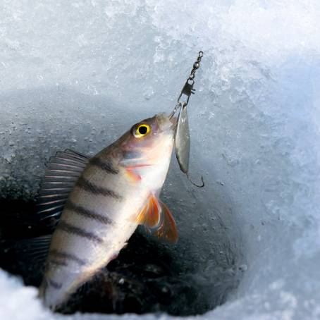 The Allure of Striped River Perch Fins on Display