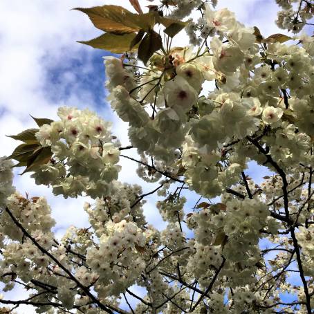 Natures Canvas CloseUp of Londons Cherry Blossoms