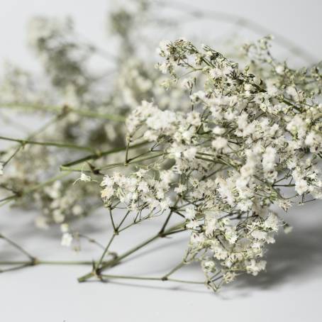 Nature Essence Gypsophila Leaf Encased in Epoxy