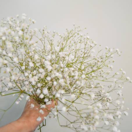 Whimsical Shadows Gypsophila Leaf in Epoxy