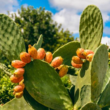 The Intricate Details of a Prickly Pear Cactus