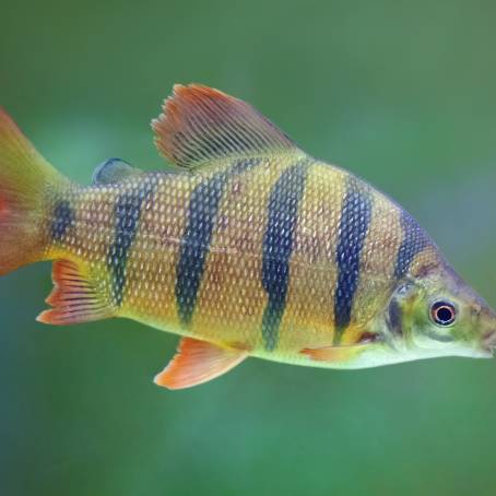 River Perch Striped Beauty with Open Fins