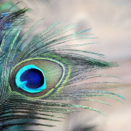 Colorful Peacock Feather Natures Masterpiece