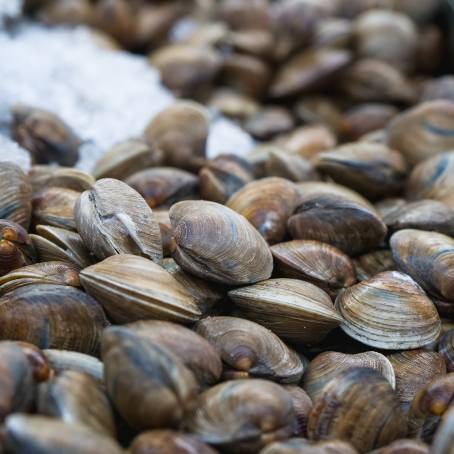 Fresh Oysters with Salsa A Luxurious Treat