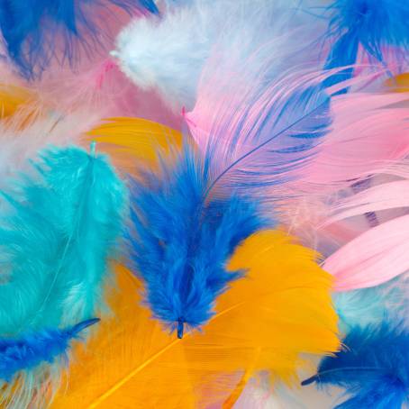 Natures Artwork CloseUp of Multicolored Feathers