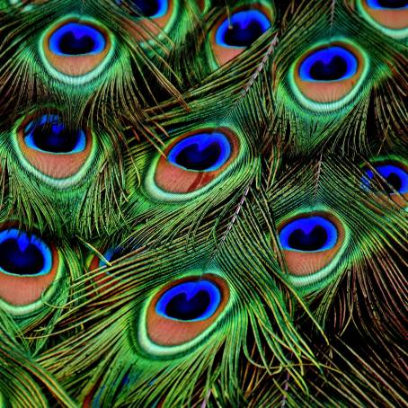 The Beauty of Peacock Feathers Isolated Artistry