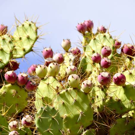 Macro Wonders The Prickly Pear Cactus of Tenerife