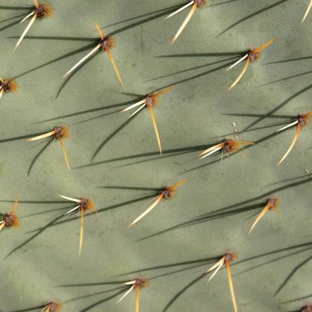 A Close Encounter with a Prickly Pear Cactus