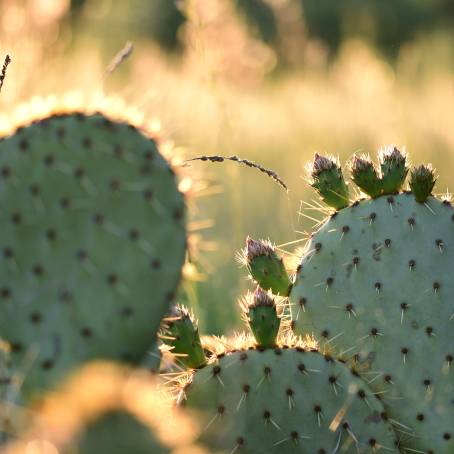 The Allure of Prickly Pear A CloseUp from Tenerife