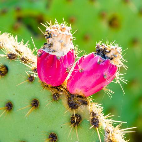 The Allure of Prickly Pear A CloseUp from Tenerife