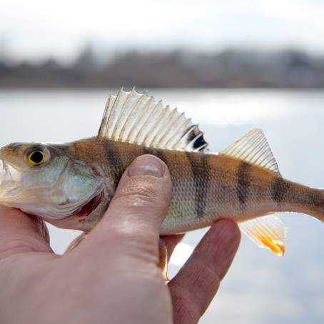 Vibrant Striped River Perch Open Fins on Display