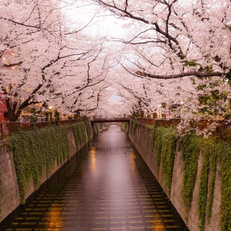 Spring Awakening CloseUp of Cherry Blossoms