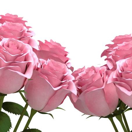 Elegant White and Pink Roses A Floral Delight