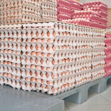 Poultry Perfection Packaging Fresh Eggs on Conveyor