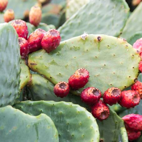 Macro Magic Prickly Pear Cactus in the Heart of Tenerife