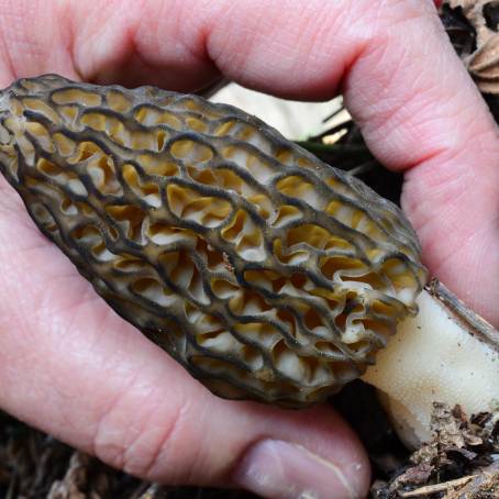 Harvesting the Richness of Morel Mushrooms