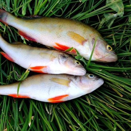 Sleek and Striped The River Perch with Open Fins