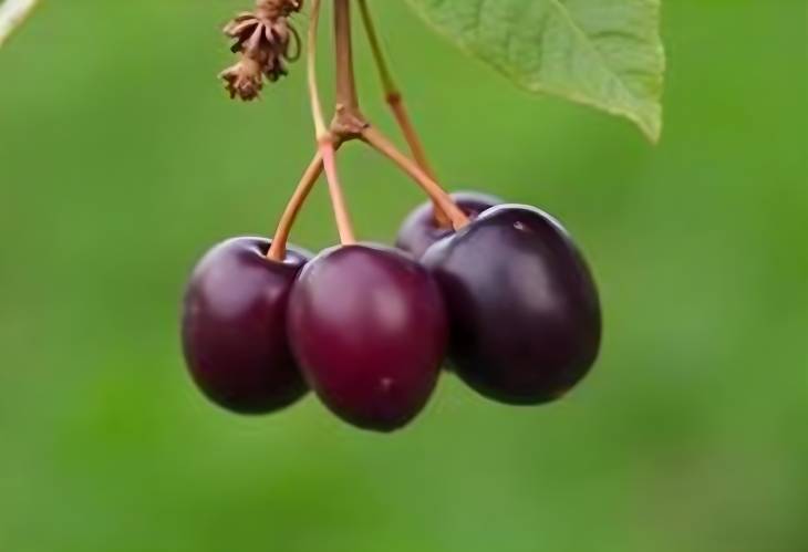 The Unique Flavor of Damson Plums Tart and Sweet