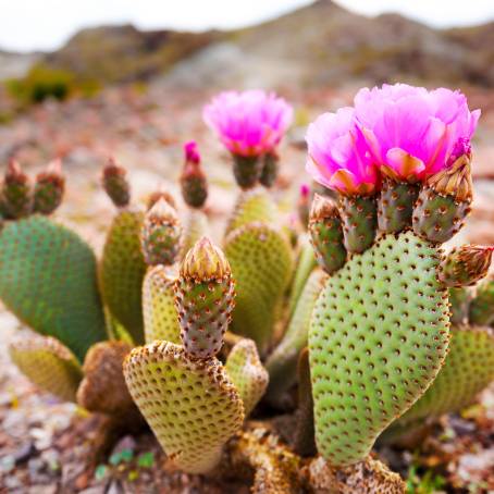 Exploring Prickly Pear Cactus A Macro Journey in Tenerife