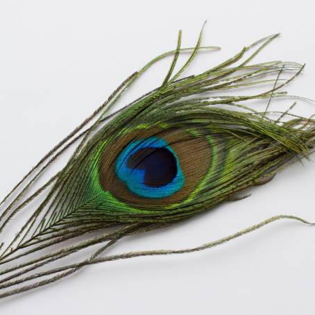 Majestic Peacock Feather Isolated Beauty