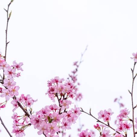 Floral Elegance CloseUp of Cherry Blossoms in London