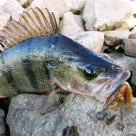 Striped River Perch An Aquatic Marvel