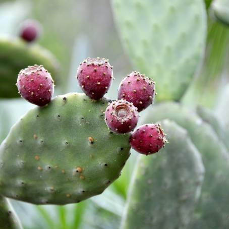 The Natural Splendor of a Prickly Pear Cactus