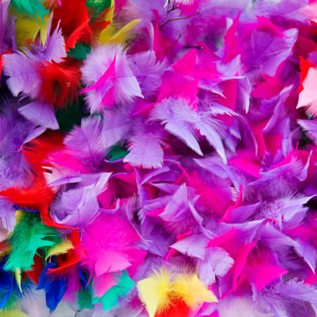 Enchanting Feathers A Colorful CloseUp