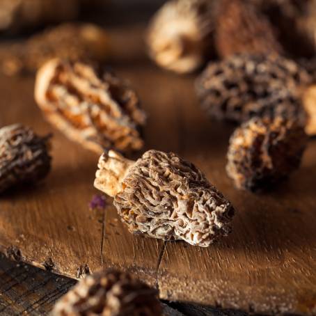 Morel Mushrooms The Ultimate Wild Ingredient