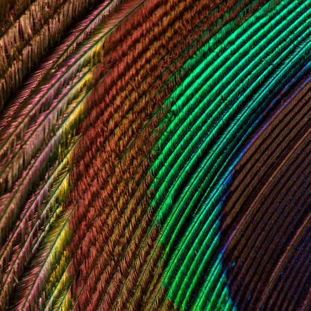 The Splendor of Nature Isolated Peacock Feather