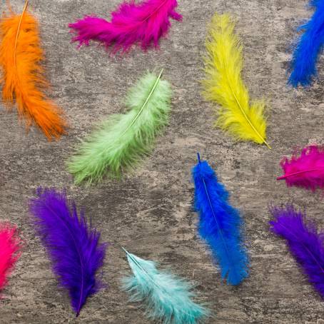 Color Burst CloseUp of Multicolored Feathers