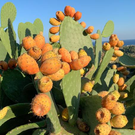 Cactus Wonders A Macro Shot of Prickly Pear in Tenerife