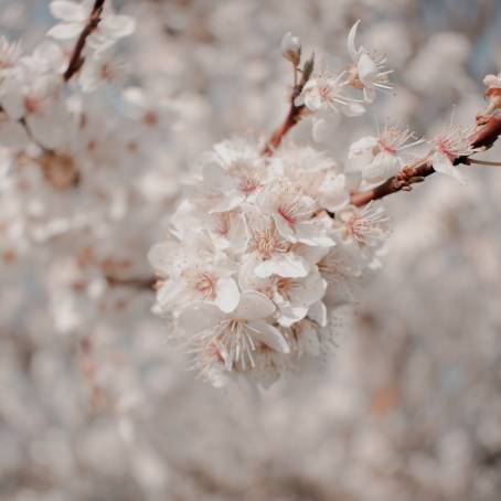 Cherry Blossom Bliss CloseUp in a London Park