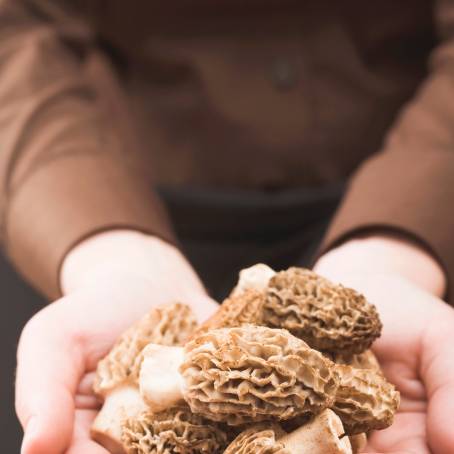 Morel Mushrooms An Organic Culinary Delight