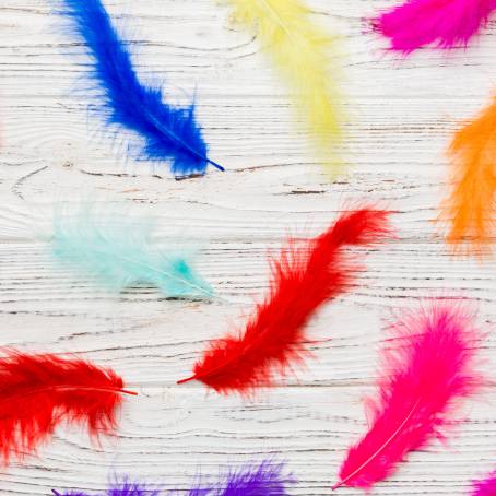 Enchanting Feathers A Colorful CloseUp